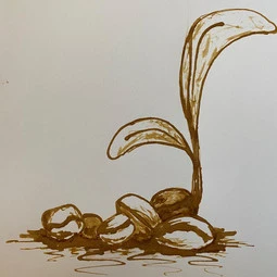 Coffee Sprout